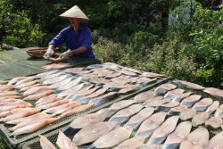 Cá Thu 1 Nắng Giá Bao Nhiêu